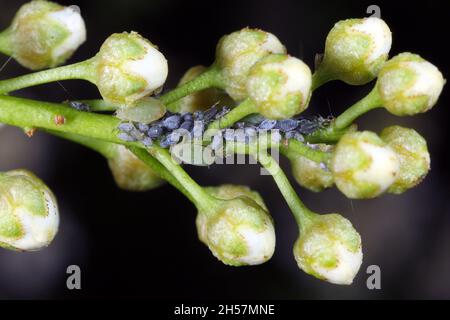 Jeunes pucerons du puceron d'oiseau (Rhopalosiphum padi) après hibernation sur les bourgeons de cerisier d'oiseau.C'est un puceron de la superfamille Aphidoïdea. Banque D'Images