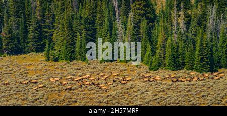 Troupeau de wapitis traversant Medicine Mountain dans le Wyoming Banque D'Images