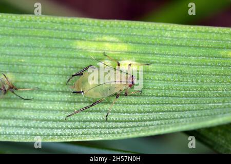 Le puceron anglais (Sitobion avenae).Colonie sur les feuilles de céréales. Banque D'Images