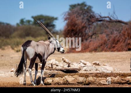 Oryx sud-africain debout dans le trou d'eau du parc transfrontier de Kgalagadi, Afrique du Sud; espèce Oryx gazella famille des Bovidae Banque D'Images