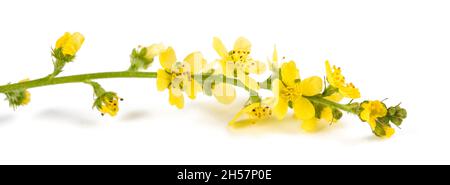 Fleurs communes de l'agrimony isolées sur fond blanc Banque D'Images