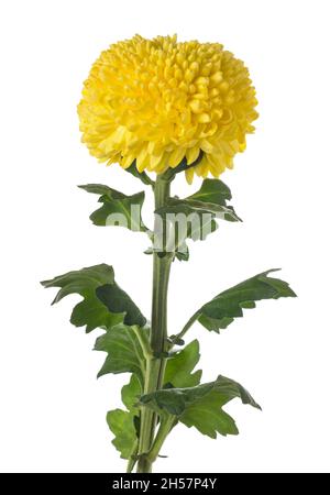 Fleur de chrysanthème jaune isolé sur fond blanc Banque D'Images