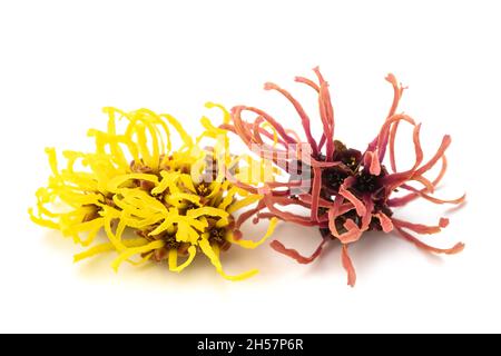 Fleurs de noisette de sorcière isolées sur fond blanc Banque D'Images