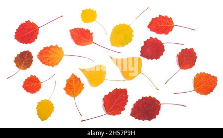 Feuilles de mélange séchées Aspen isolées sur fond blanc Banque D'Images