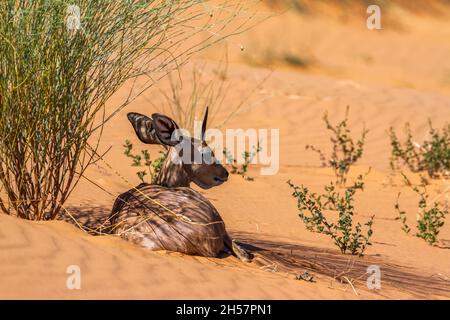 Steenbok couché dans une dune de sable rouge dans le parc national Kruger, Afrique du Sud ; famille de espèce Raphicerus campestris de Bovidae Banque D'Images