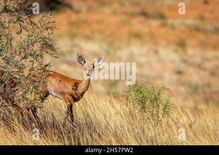 Steenbok femelle debout sous l'ombre du Bush dans le parc national Kruger, Afrique du Sud ; famille de espèce Raphicerus campestris de Bovidae Banque D'Images