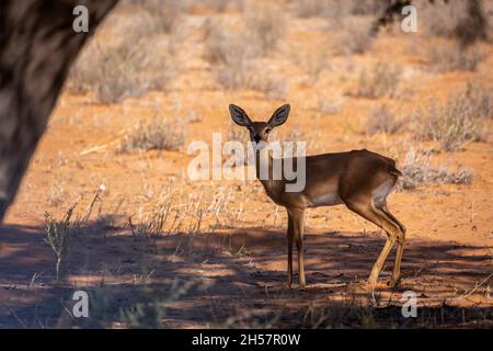 Steenbok femelle debout sous l'ombre des arbres dans le parc national Kruger, Afrique du Sud ; espèce Raphicerus campestris famille des Bovidae Banque D'Images