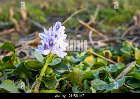 Une fleur de jacinthe d'eau pleine fleur de gros plan sur la rive Banque D'Images