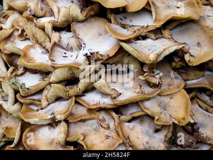 Champignons sauvages Banque D'Images