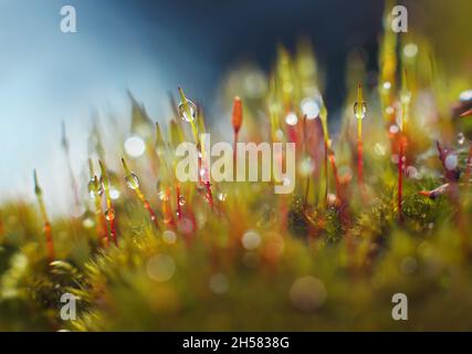 Photo macro de mousse de bryum (Pohlia nutans) sur fond bleu foncé.La pluie tombe sur la mousse Banque D'Images