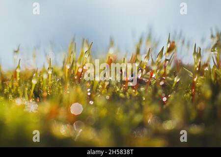 Photo macro de mousse de bryum (Pohlia nutans) avec gouttes de pluie sur fond bleu clair Banque D'Images