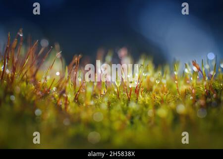 Photo macro de mousse de bryum (Pohlia nutans) sur fond bleu foncé.La pluie tombe sur la mousse Banque D'Images