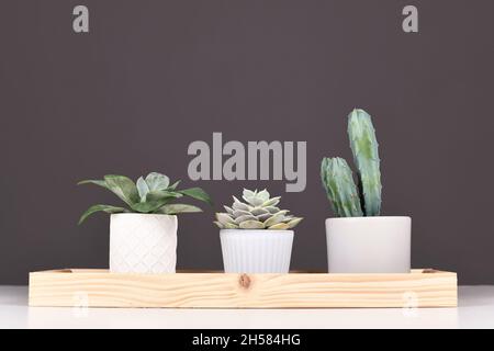 Arrangement de plantes succulentes et de cactus sur un comprimé en bois devant le mur gris Banque D'Images