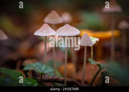 Groupe de quelques petits champignons blancs aux couleurs vives sur les tiges hautes Banque D'Images