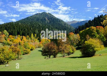 Les beautés naturelles de la province d'Artvin offrent de magnifiques vues à ses visiteurs en automne. Banque D'Images