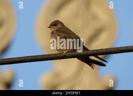 Dusky Crag Martin (Ptyonoprogne concolor concolor) adulte perché sur la ligne électrique Gujarat, IndeNovembre Banque D'Images