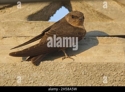 Dusky Crag Martin (Ptyonoprogne concolor concolor) adulte accroché au mur de la maison Gujarat, IndeNovembre Banque D'Images