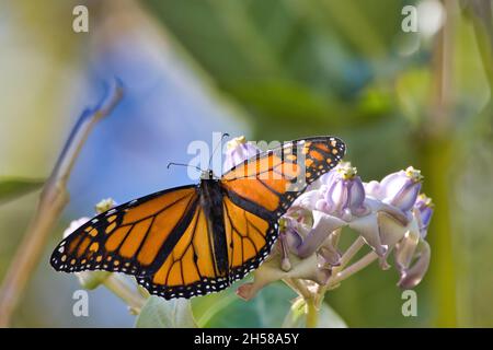 Gros plan extrême d'un papillon monarque mâle avec des ailes allongées reposant sur une plante de lamilkweed. Banque D'Images