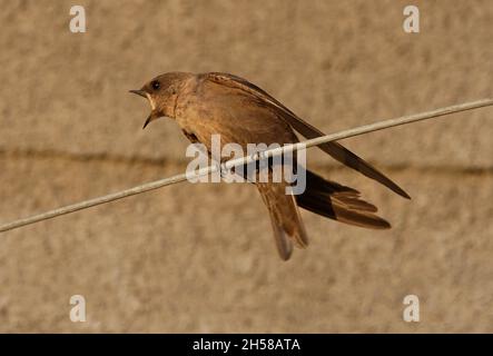 Dusky Crag Martin (Ptyonoprogne concolor concolor) adulte perché sur un fil appelant Gujarat, IndeNovembre Banque D'Images