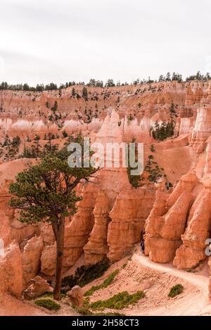 Des rochers pittoresques de la route Navajo Loop Trail qui traverse Bryce Canyon, aux États-Unis Banque D'Images