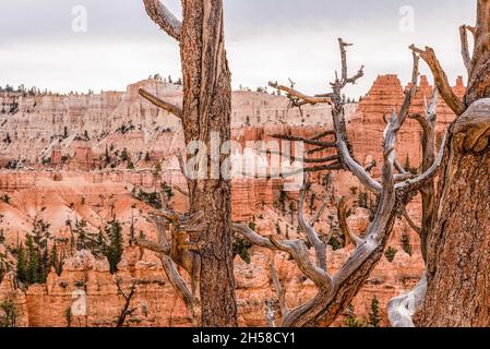 Des rochers pittoresques de la route Navajo Loop Trail qui traverse Bryce Canyon, aux États-Unis Banque D'Images