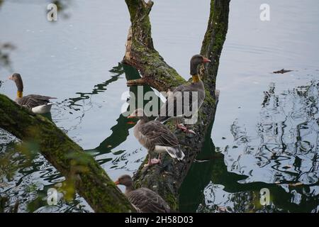 Bernaches grises ou graylag (Anser anser, anatidae).Ici faune avec bande de cou attaché pour des études ornithologiques des itinéraires de voyage.Garbsen, Allemagne Banque D'Images