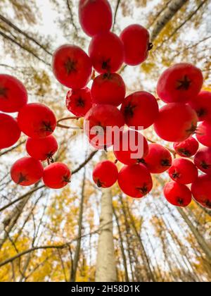 Vue rapprochée des baies de rowan rouges sur les branches sur le fond d'un parc d'automne, de feuilles jaunes et de branches d'arbres noirs Banque D'Images