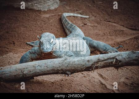 un portrait fantastique d'un dragon de komodo Banque D'Images