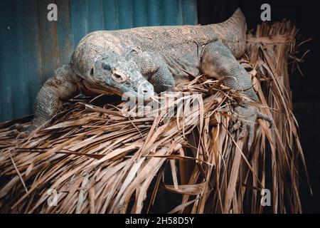un portrait fantastique d'un dragon de komodo Banque D'Images