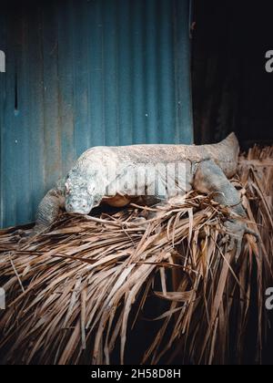 un portrait fantastique d'un dragon de komodo Banque D'Images