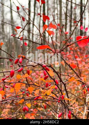 Vue rapprochée des baies de rowan rouges sur les branches sur le fond d'un parc d'automne, de feuilles jaunes et de branches d'arbres noirs Banque D'Images