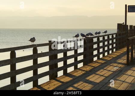 Coucher de soleil sur le lac Ammersee à Herrsching avec des mouettes reposant sur la longue jetée en bois pendant une chaude nuit d'août (Bavière, Allemagne) Banque D'Images