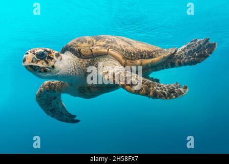 Une tortue glisse dans l'eau à l'aquarium d'État du Texas à Corpus Christi.Image originale de Carol M. Highsmith’s America, Bibliothèque du Congrès Banque D'Images