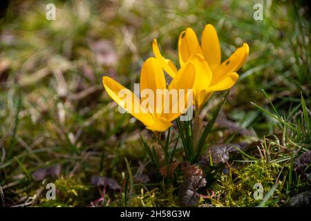 Une belle photo de gros plan de la fleur « jaune doré » de Crocus ; fond d'herbe flou Banque D'Images