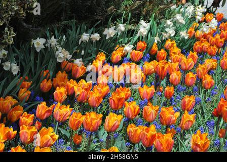 A gorgeous view of fiery orange tulips and white flowers growing amidst tall dark grass in a garden Banque D'Images