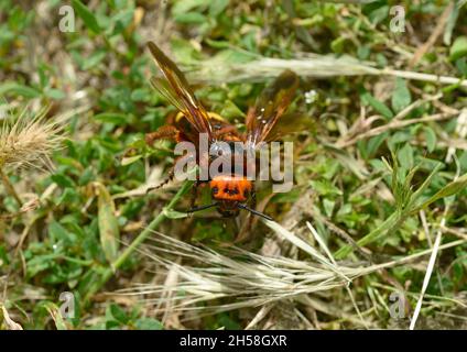 Gros plan Megascolia maculata femelle qui est rampant herbe verte. Banque D'Images