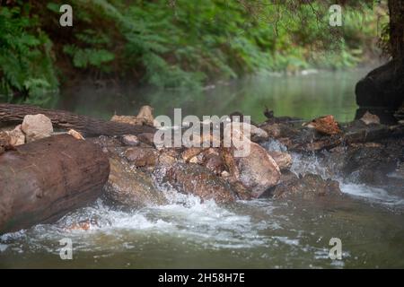 Rivière thermal de kérosène creek, rotorua, Nouvelle-zélande Banque D'Images