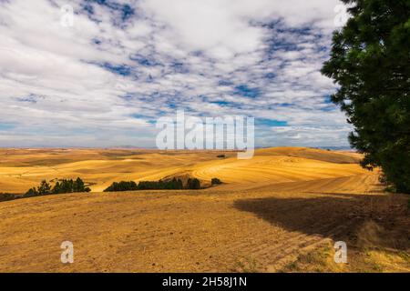 Collines ondoyantes dorées de la Palouse pendant l'été à Washington, États-Unis Banque D'Images