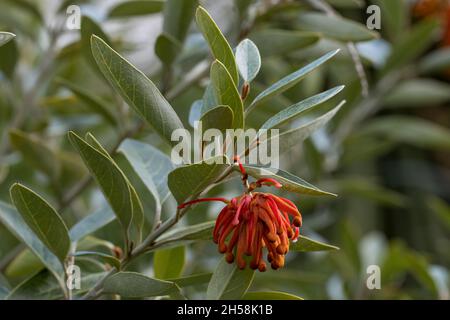Fleur rouge de Grevillea victoriae inhabituelle au printemps Banque D'Images