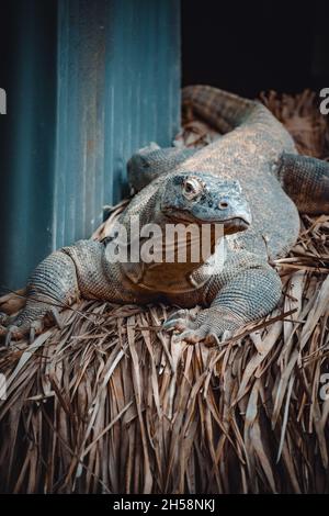 un portrait fantastique d'un dragon de komodo Banque D'Images