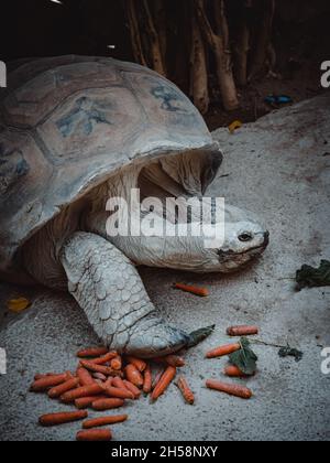 un portrait d'une jolie tortue terrestre Banque D'Images