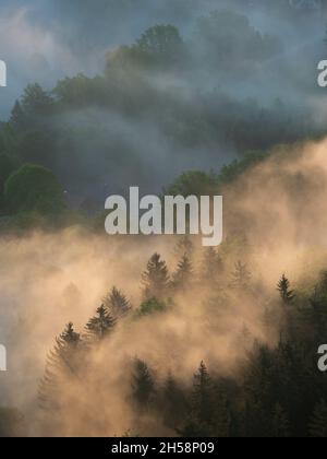 Les rayons du soleil tombent sur la végétation croissante dans une forêt Banque D'Images