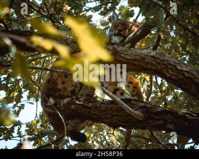 un joli lynx dormant sur un arbre Banque D'Images