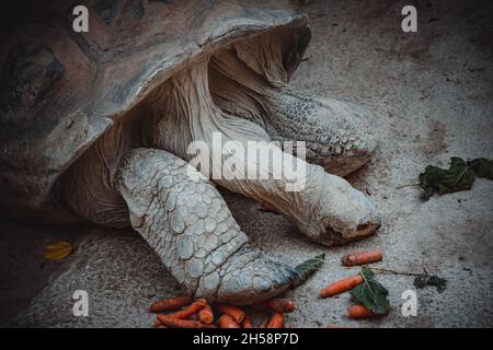 un portrait d'une jolie tortue terrestre Banque D'Images