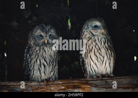 un portrait d'un chouette fantastique Banque D'Images