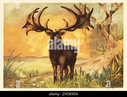 Wapiti irlandais, Megaloceros giganteus, espèce éteinte de cerf géant de la fin du Pléistocène.Riesenhirsch, Cervus eurycerus Aldrov.Illustration imprimée en couleur par F. John de Wilhelm Bolsche Tiere der Urwelt (les animaux du monde préhistorique), Reichardt Cocoa Company, Hambourg, 1908. Banque D'Images