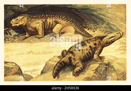 Pareiasaurus serridens, espèce éteinte de reptile pareiasauromane du Permien.Mastodonsaurus, espèce éteinte d'amphibie temnopondyle du Trias moyen.Mastodonsaurus und Pareiosaurus.Illustration imprimée en couleur par F. John de Wilhelm Bolsche Tiere der Urwelt (les animaux du monde préhistorique), Reichardt Cocoa Company, Hambourg, 1908. Banque D'Images