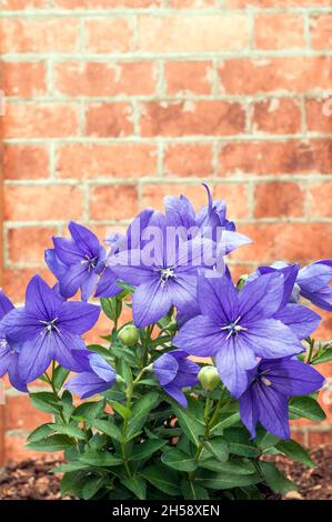 Platycodon Balloon Flower Purple fleurs bleu montrant l'ouverture des fleurs complètement ouvertes et les bourgeons d'une vivace qui aime le plein soleil et est entièrement hardy Banque D'Images