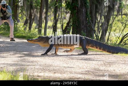 Alligator américain traversant le sentier de randonnée dans le parc Banque D'Images