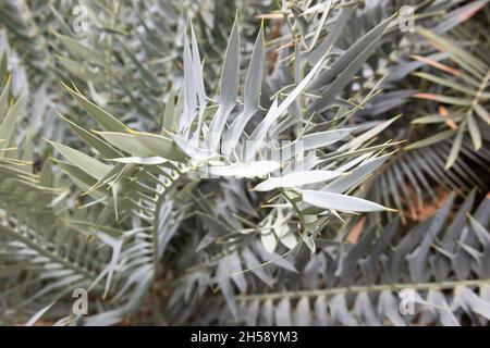 Encephalartos horridus au jardin botanique de San Antonio au Texas. Banque D'Images